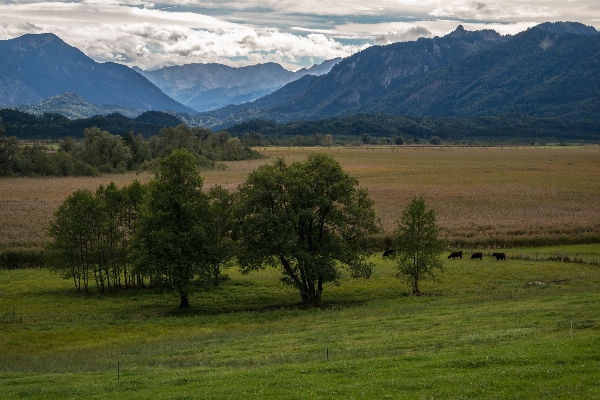 Foto Paisagem árvore natureza região selvagem
