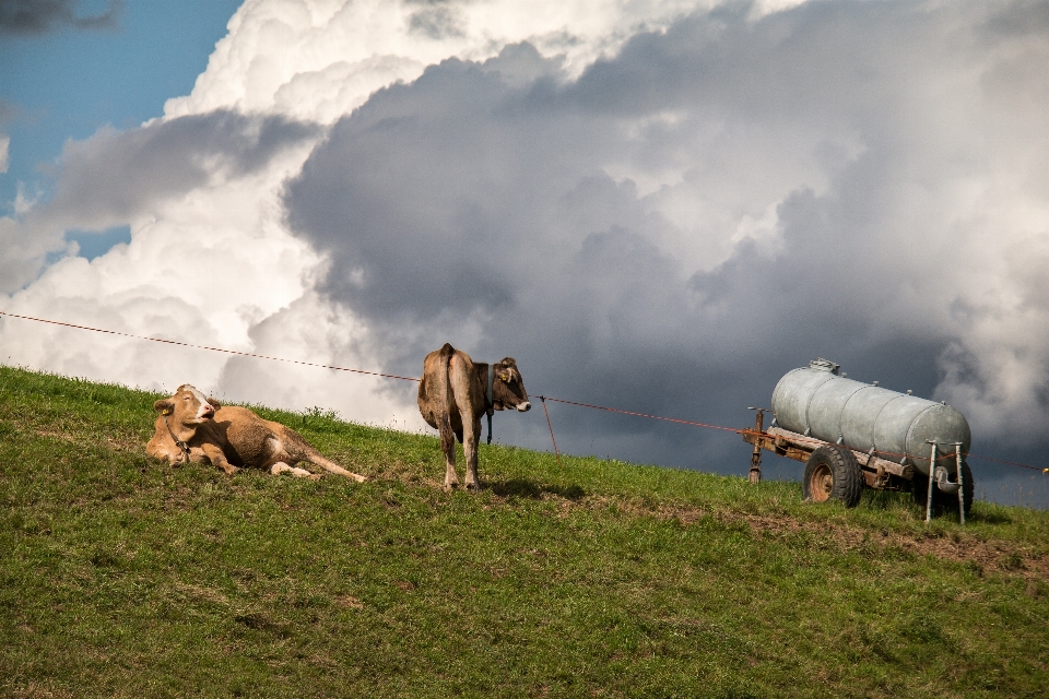 Paisagem grama montanha céu