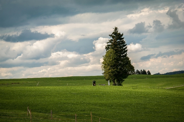 Landscape tree nature grass Photo