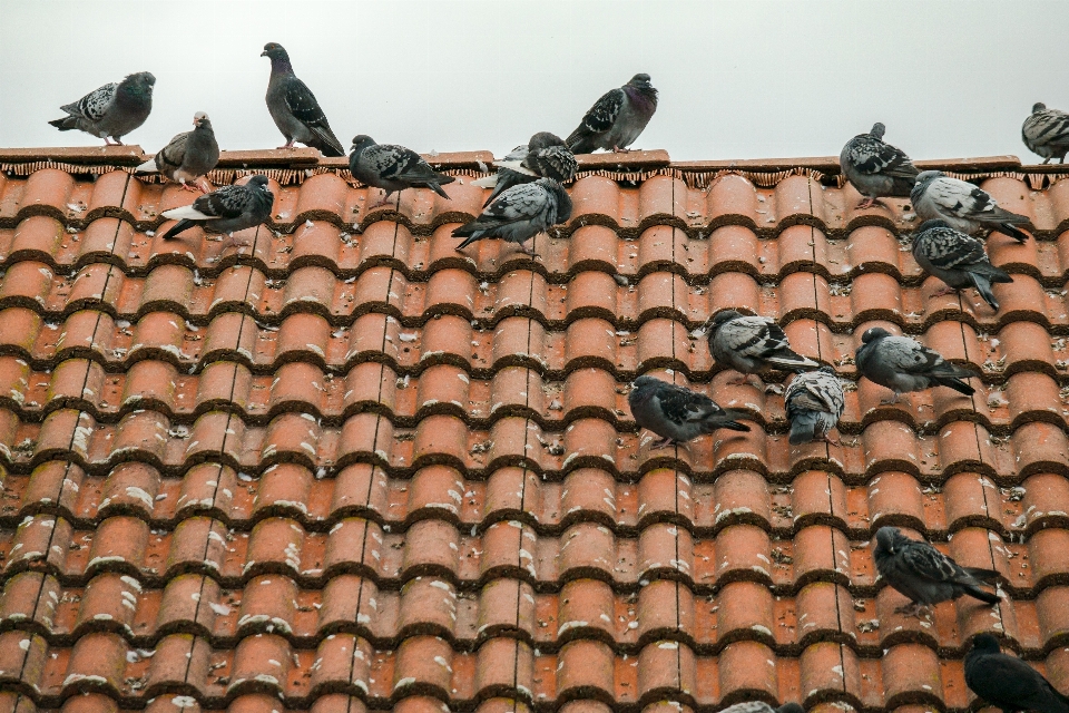 Burung pagar langit kayu