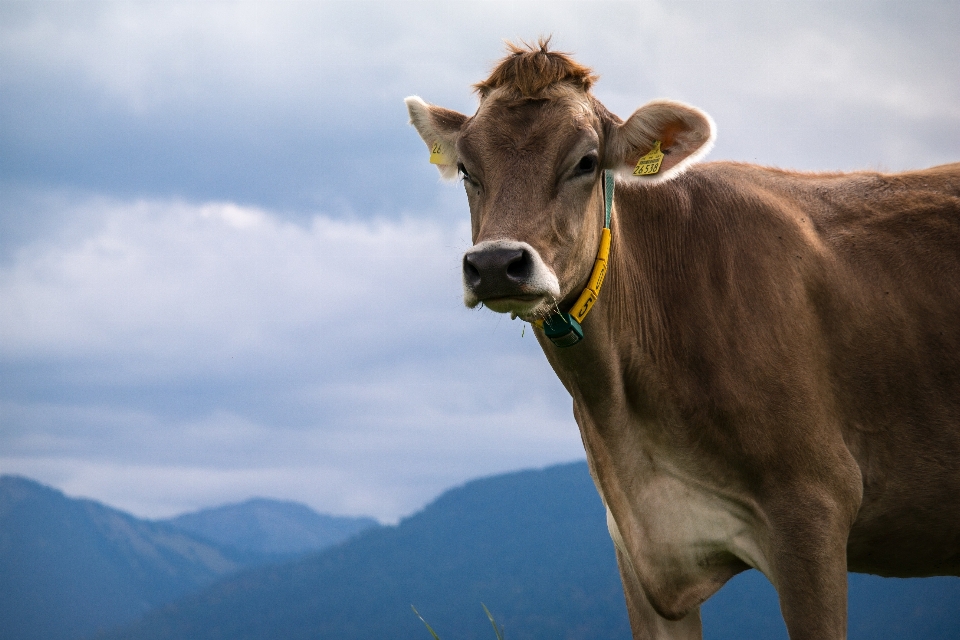 Nature sky cow pasture