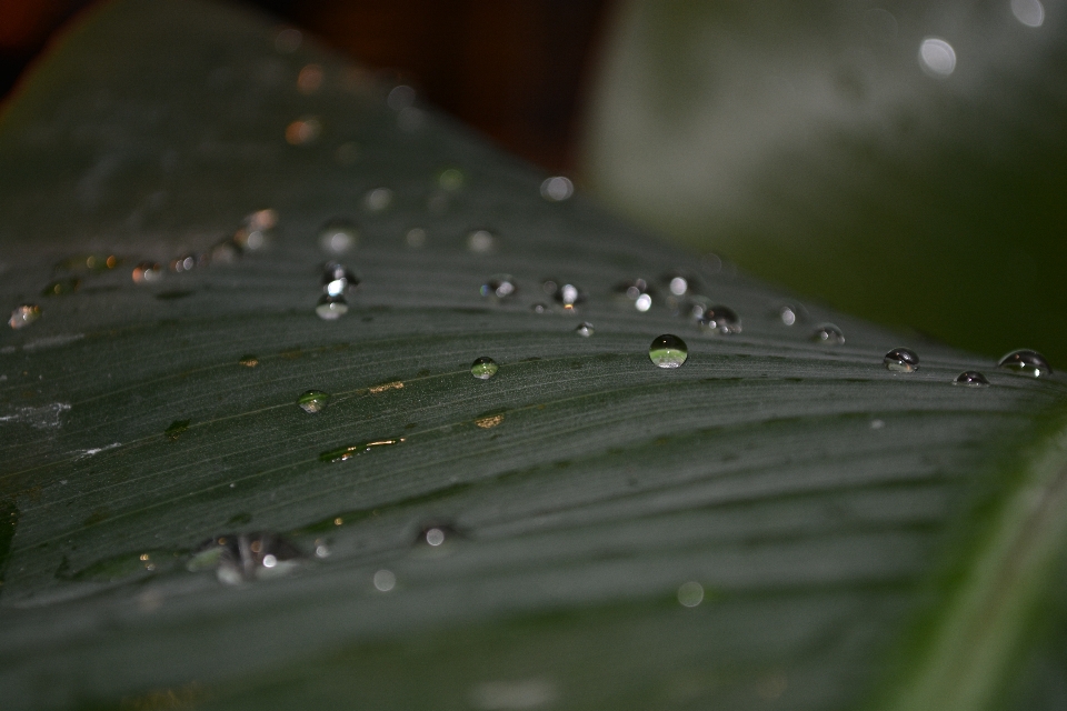 Water nature grass branch