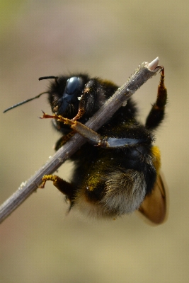 Foto Fotografia fiore insetto fauna