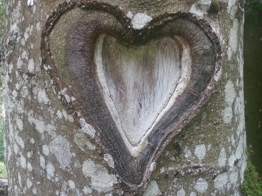 Tree nature wood leaf Photo