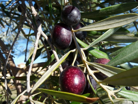 Tree nature branch plant Photo