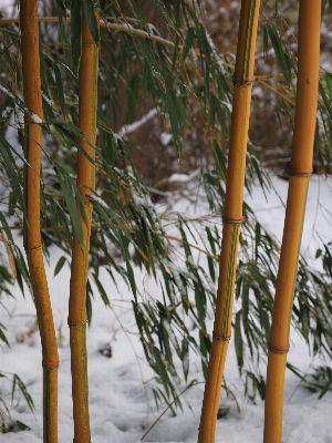 Tree branch snow winter Photo