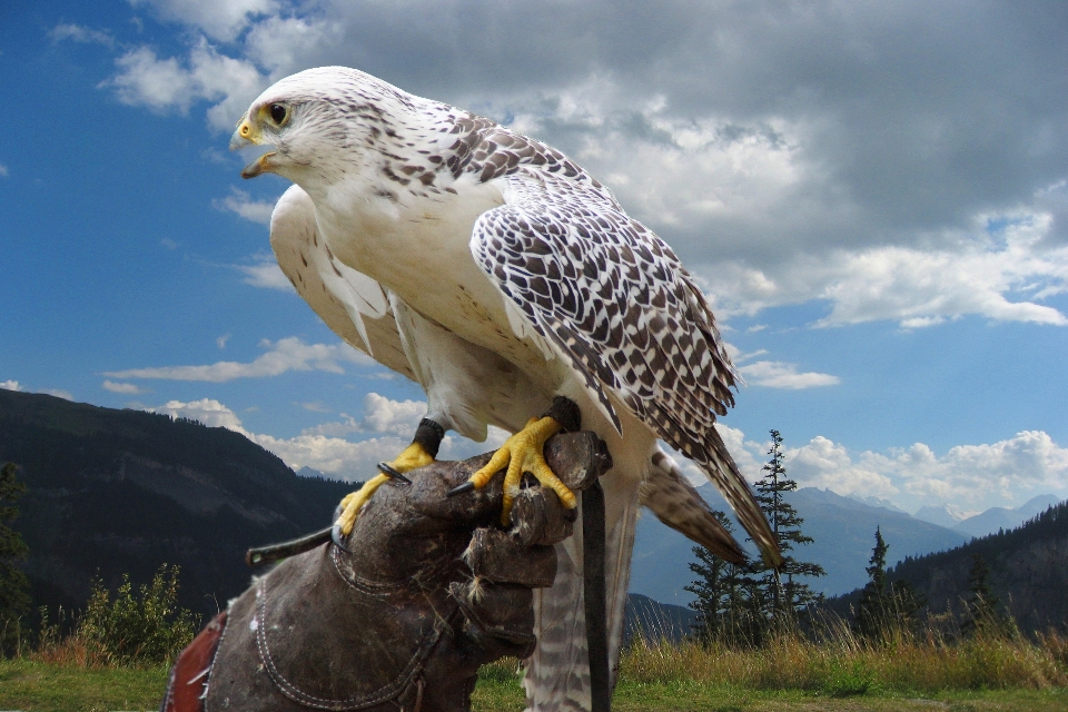 Natur vogel fliege tierwelt