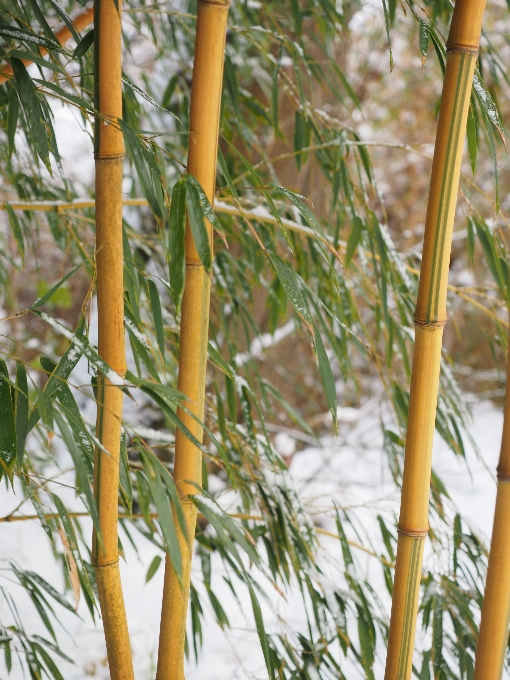 árvore grama filial neve