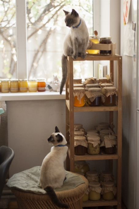 Maison miel chat étagère