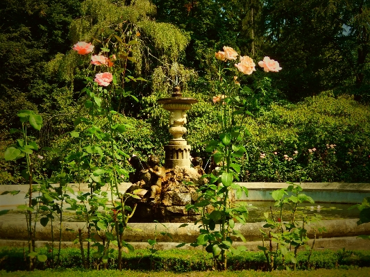 木 自然 植物 花 写真