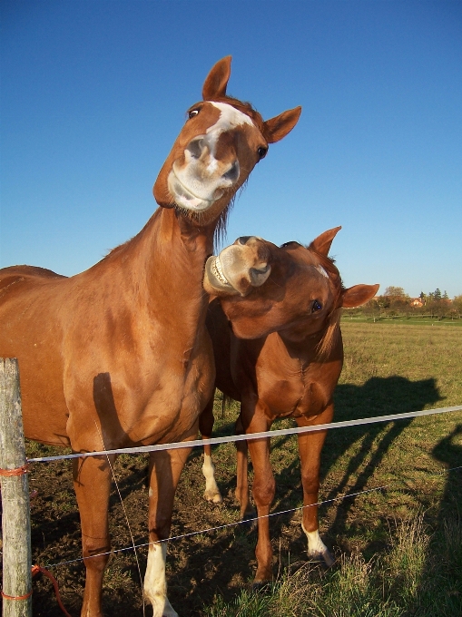 Animal portrait pasture horse