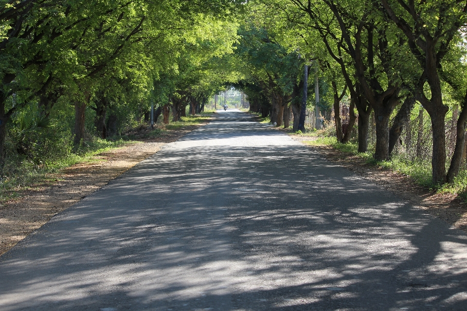 Ağaç yol iz yaprak