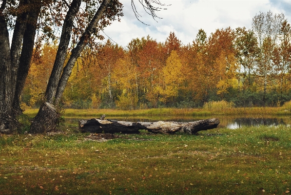 Beach landscape tree nature Photo