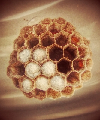 Pattern pollen dish meal Photo