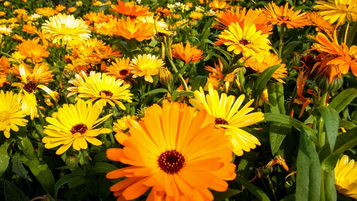 Blossom plant field meadow Photo