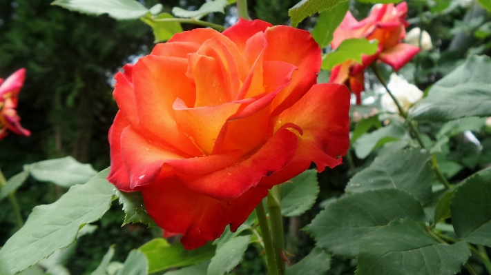 植物 花 花弁 薔薇 写真