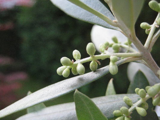 Plant fruit leaf flower Photo