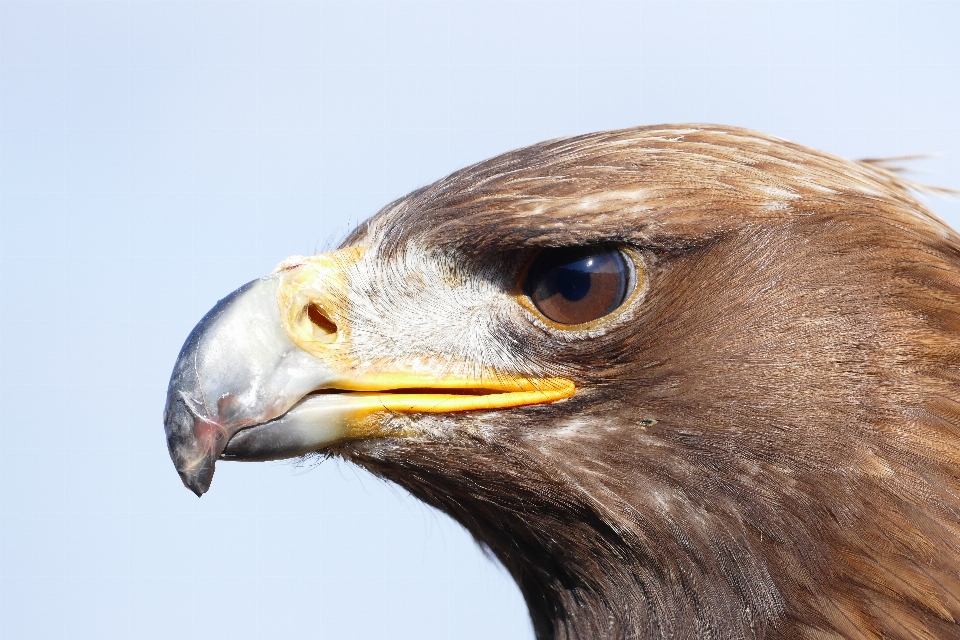 自然 鳥 羽 野生動物