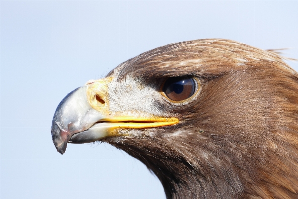 Foto Alam burung sayap margasatwa