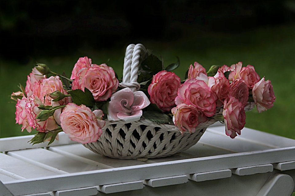 Blossom plant flower petal