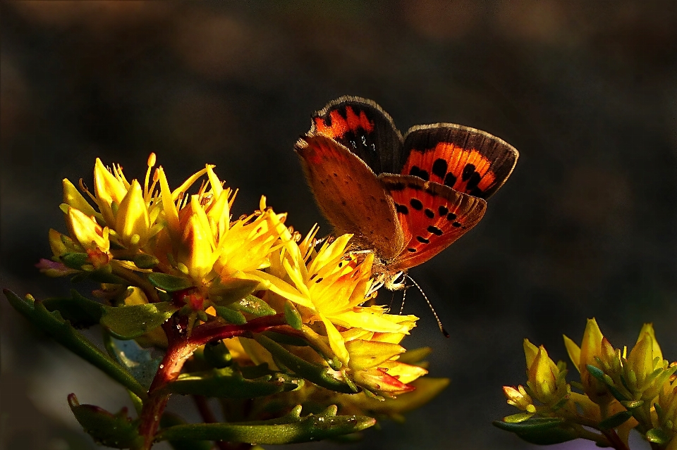 Natura fotografia liść kwiat