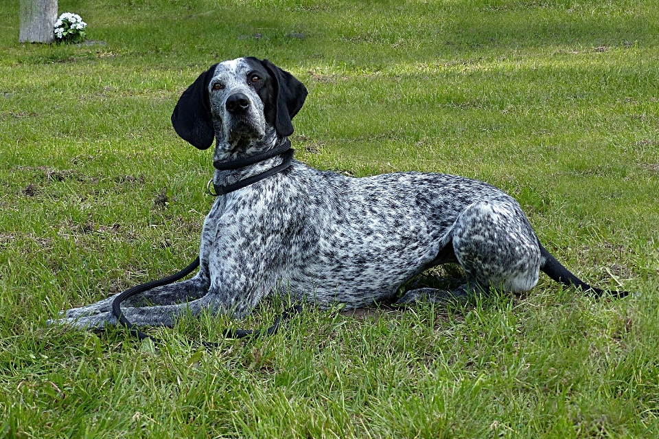 Grama cachorro animal mamífero