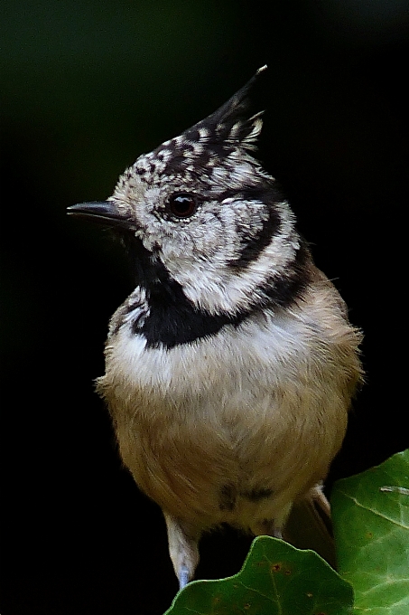 Natur zweig vogel flügel