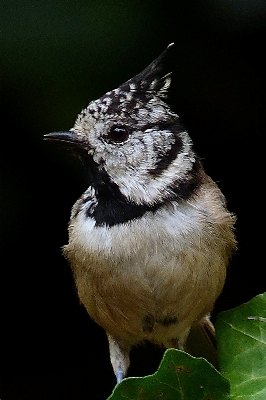 Nature branch bird wing Photo