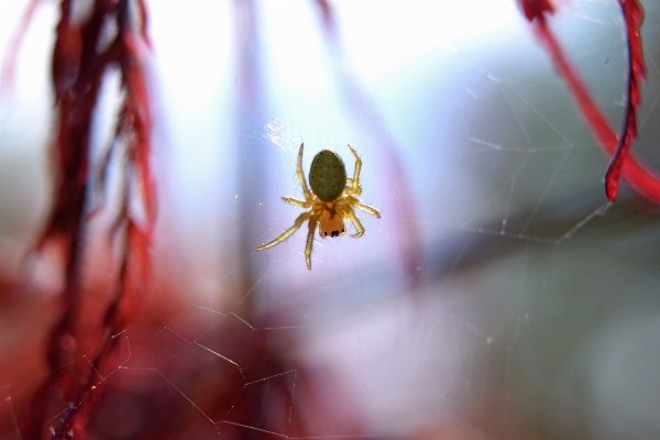 Foto Fotografi daun bunga menyeramkan