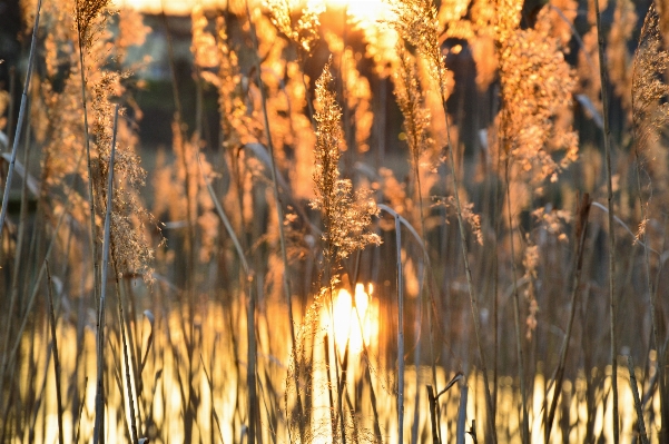 風景 木 自然 草 写真