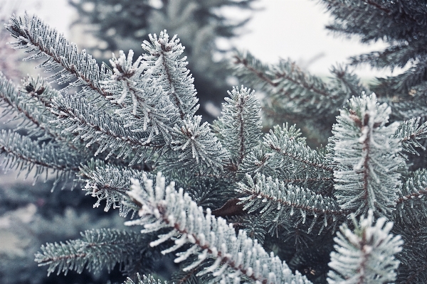 Baum natur wald zweig Foto