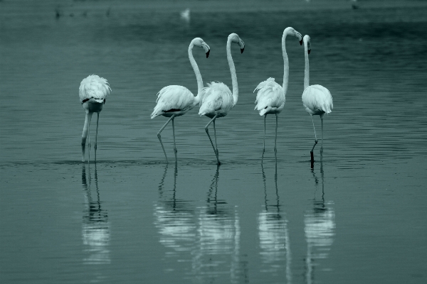 鳥 黒と白
 湖 反射 写真