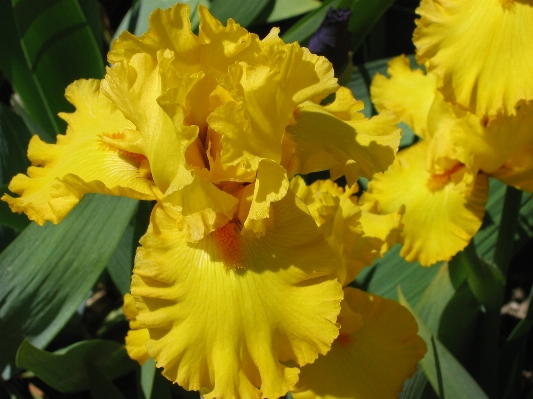 Plant flower petal spring Photo