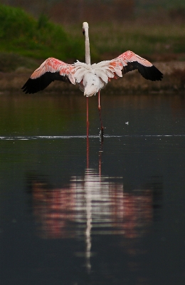 Bird wing lake reflection Photo