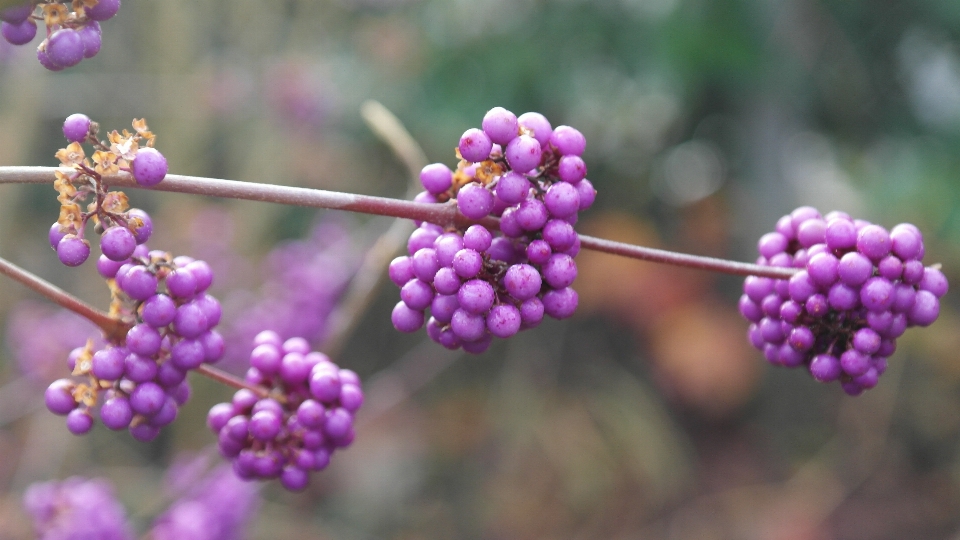 Tree blossom winter plant