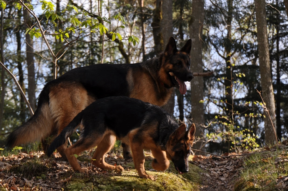 Floresta cachorro mamífero pastor alemão
