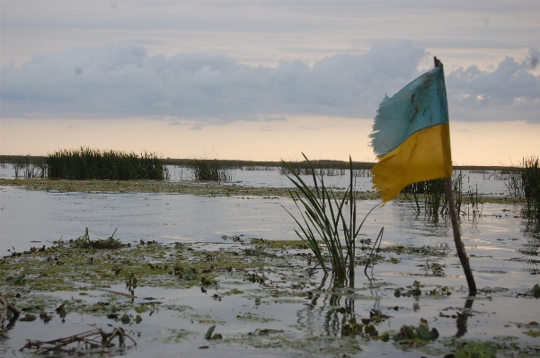 Sea water nature marsh Photo