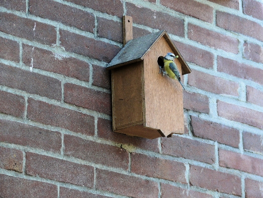 Bird wood house window Photo