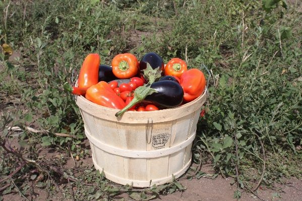 自然 植物 食べ物 収穫 写真