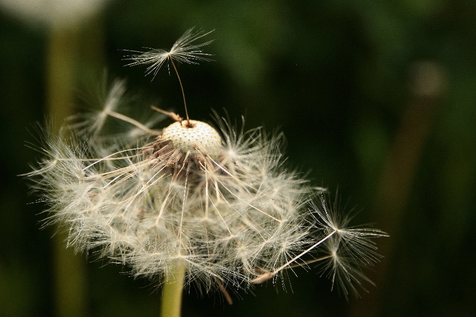 Naturaleza césped rama planta