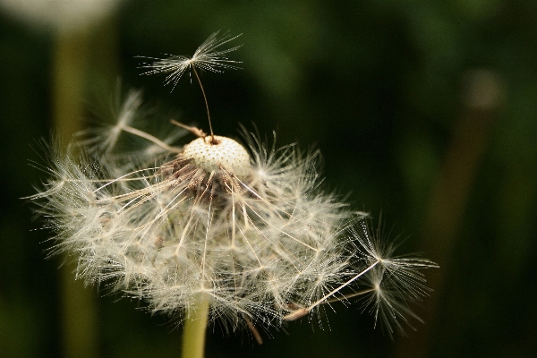 自然 草 分支 植物 照片