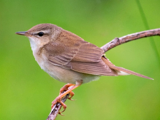 自然 ブランチ 鳥 動物 写真