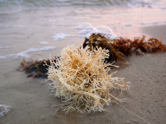 Beach nature sand shore Photo