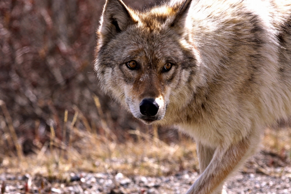 Natur tier eckzahn
 tierwelt