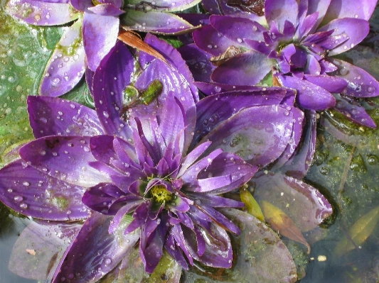 Foto Acqua natura fiore pianta