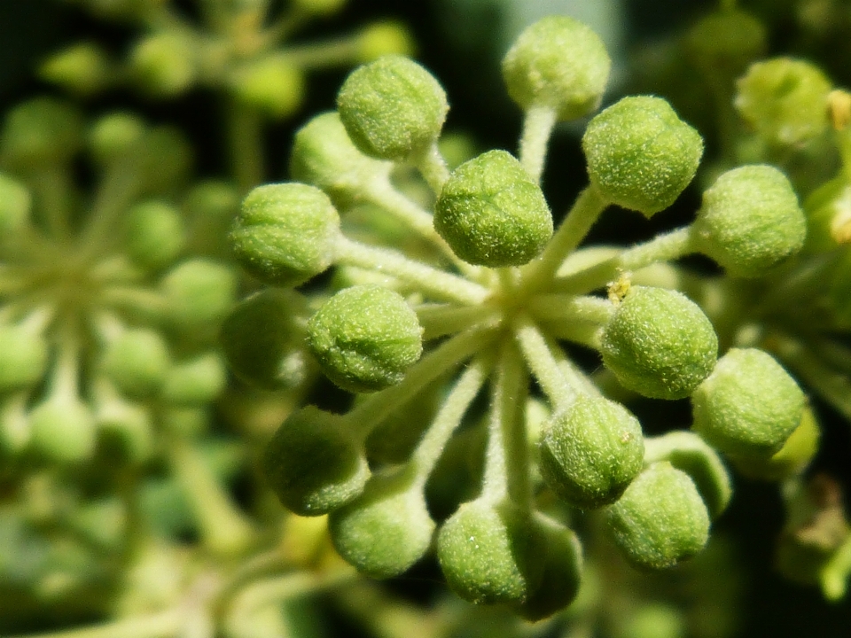 植物 花 視点 食べ物