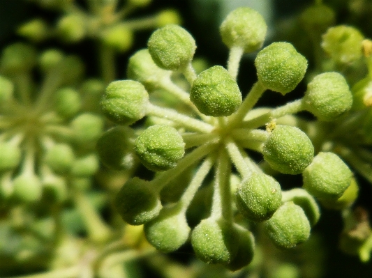 Plant flower perspective food Photo