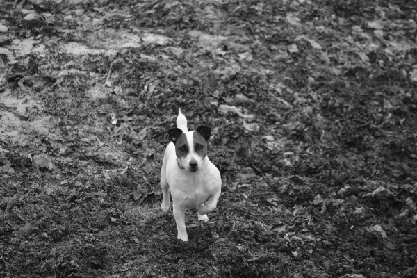 Schwarz und weiß
 weiss hund tier Foto