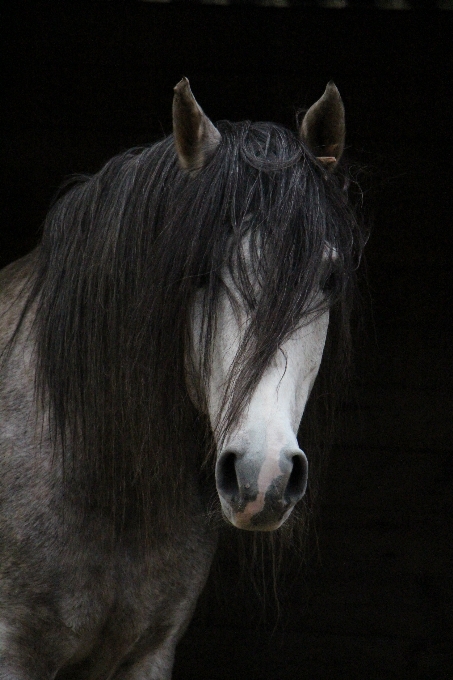 馬 哺乳類 種牡馬 たてがみ
