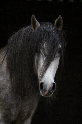 Horse mammal stallion mane Photo